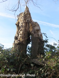 Towering tree stump