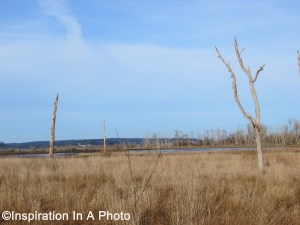 Grasslands meet wetlands