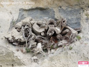 Trees on the cliff edge