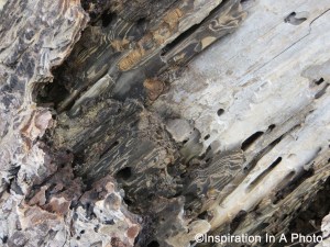 Weathered drift wood_close up