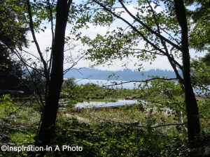 Peek of water through trees