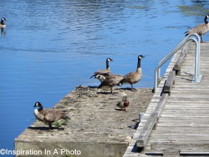 Geese and duck at lake