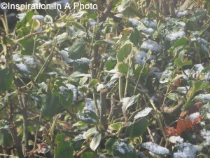 First snow of the season_2014