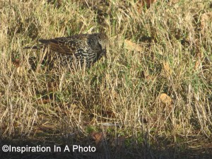 Bird in backyard_unknown