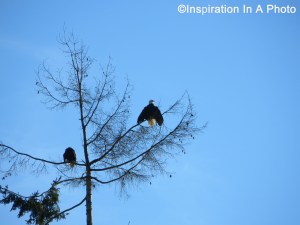 Eagle couple