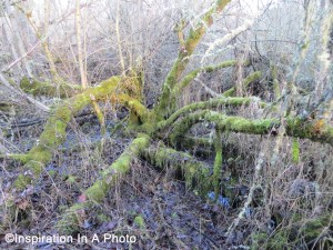 Tree reaching towards sun