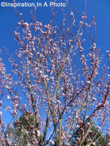 Cherry blossoms_blue sky
