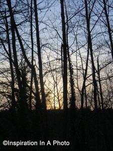 Sunset beyond the trees