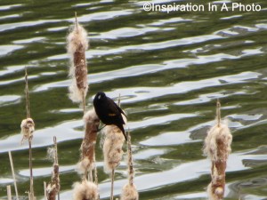 Bird on reed