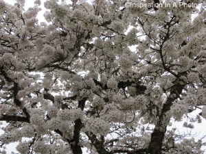 Creamy cherry blossom tree