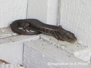 House lizard 2