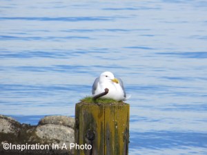 Resting seagull