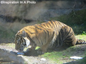 Tiger at zoo