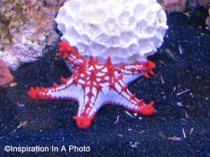 African starfish