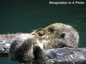 Otter friends