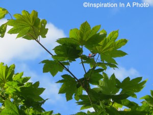 Vine Maple