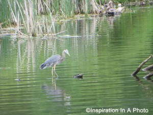 The Blue Heron
