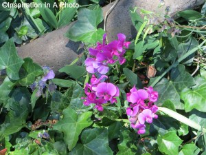 Purple beach flowers