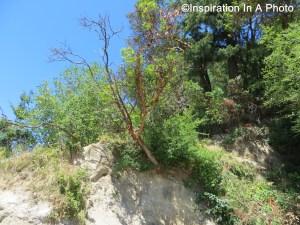 Tree on the cliff