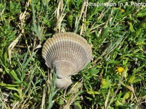 Shell on the grass