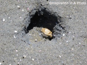 Creature in the sand