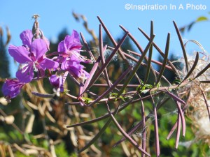 Purple flowers_lake