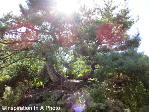 Split pine with sun