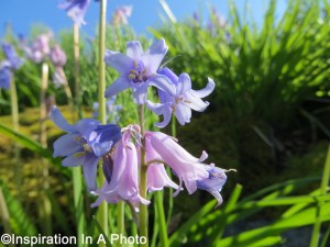 Purple flowers_parking lot