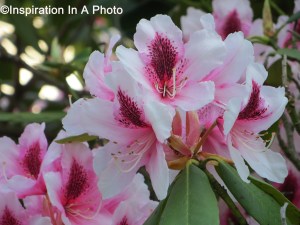 Evergreen Magnolia_pink