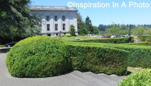 Round and square hedge