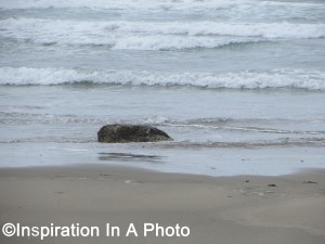 Whale rock at beach_ocean