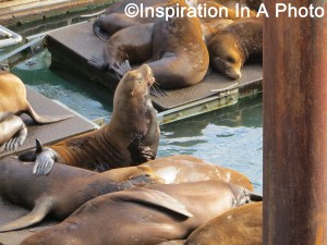 Sea lions in the bay