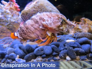 Grunt Sculpin_aquarium
