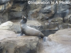 Sea lion at the aquarium