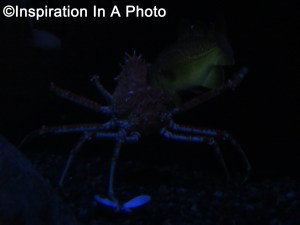Japanese King Crab_aquarium