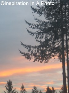 Setting sun beyond trees