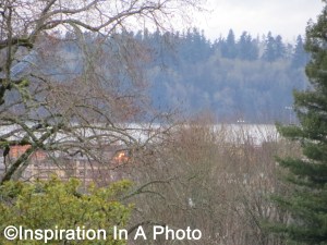 Bay through the trees