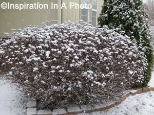 Snowy butterfly bush