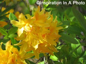Yellow flowers_bush