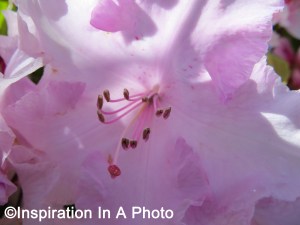 Pink flower close-up_bush