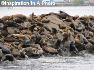 Sea lions on shoal