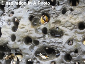 Life within the rock