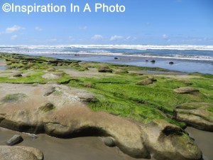 Alien beach_close-up