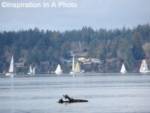 Sailboats on the sound