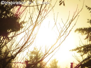 Sun rising_behind trees